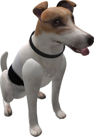 VKC_jack_russell_terrier_sitting
